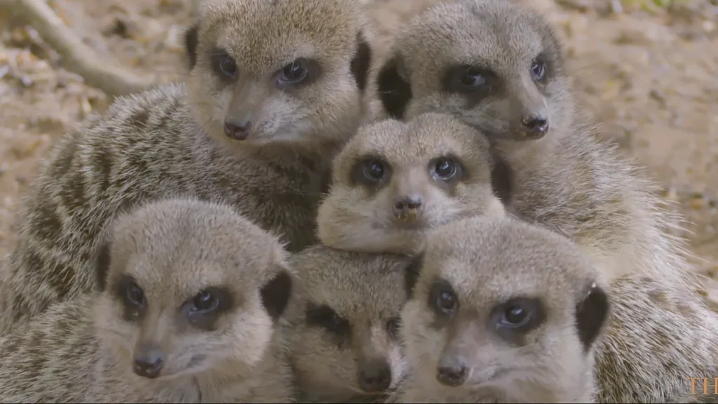 Still from The Lodge, promotional film for Bristol Zoo - Floating Harbour film production