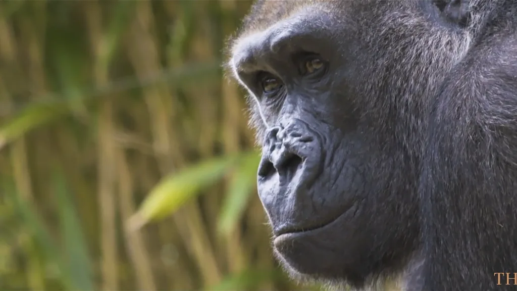 The Lodge promotional film for Bristol Zoo - Floating Harbour Bristol and South West