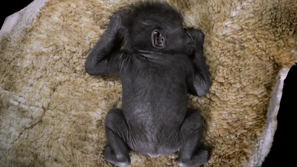 Newborn gorilla Afia lying on a soft fleece during the Bristol Zoo commercial produced by Floating Harbour