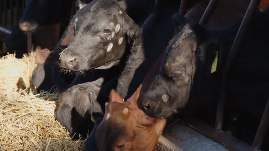 Clifton High School - Promotional Adventure Film - Floating Harbour Bristol and South West