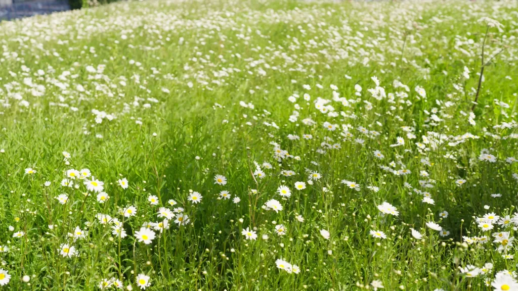 Kisspng theatre mask drama drawing tragedy 5afb8e883e8830 8267231315264354642561