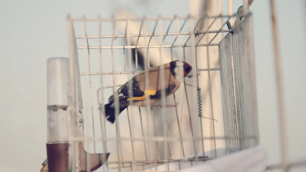 Judo For The World film - Floating Harbour Bristol