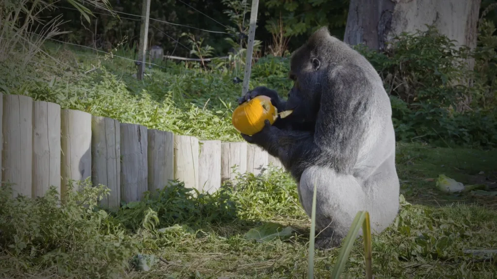 Still from Halloween Advert, TV commercial for Bristol Zoo - Floating Harbour film production
