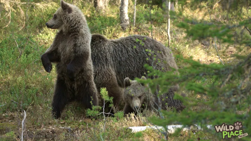 Bear Wood Fundraiser film - Floating Harbour Bristol