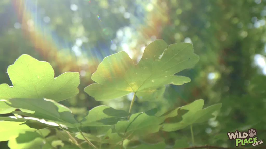 Bear Wood Fundraiser film - Floating Harbour, Bristol