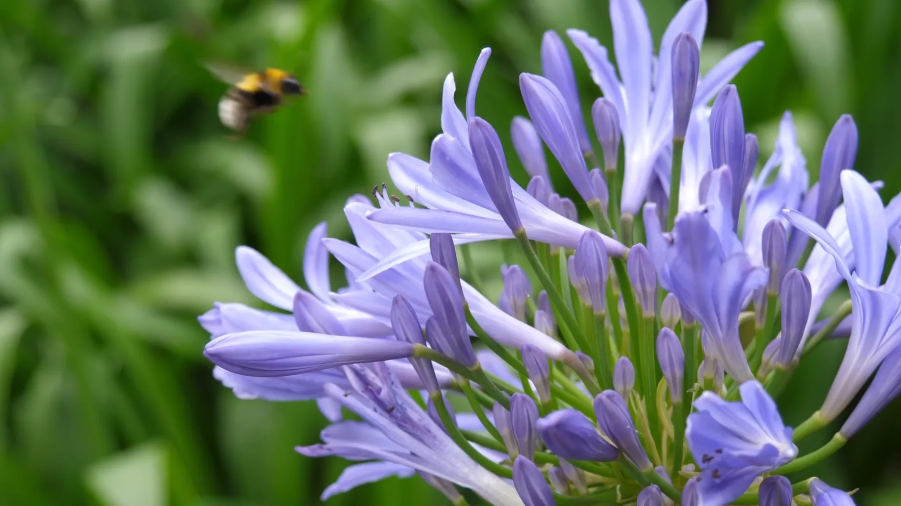 Purple flower and bee