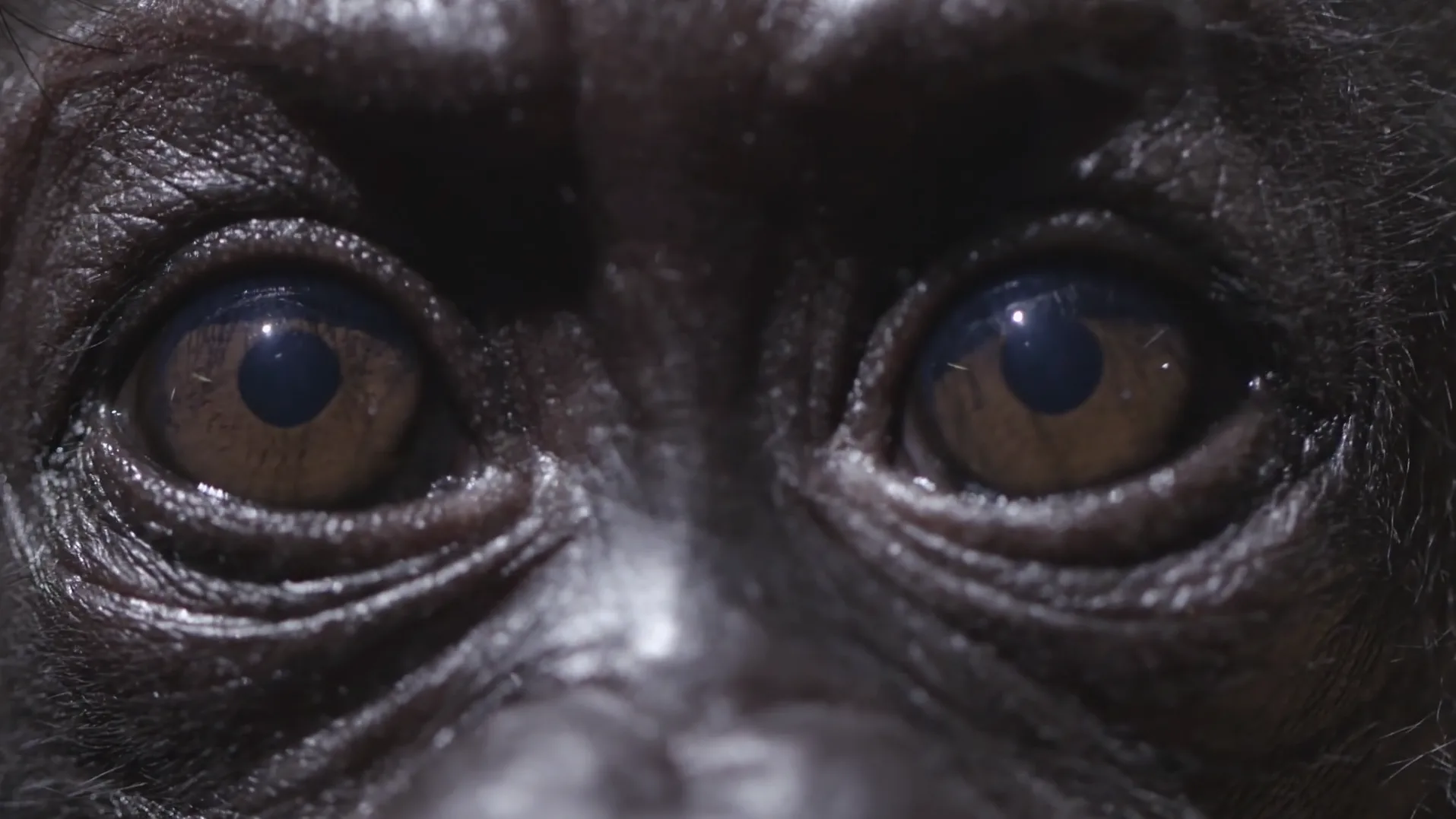 Still from Baby Gorilla TV Advert TV commercial - Floating Harbour film production