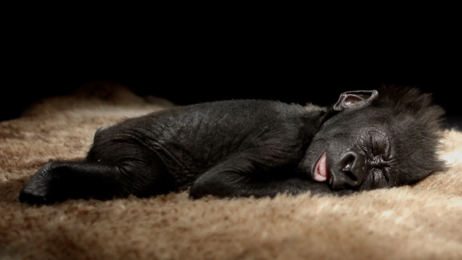 Bristol Zoo baby gorilla TV advert — commercial produced by Floating Harbour