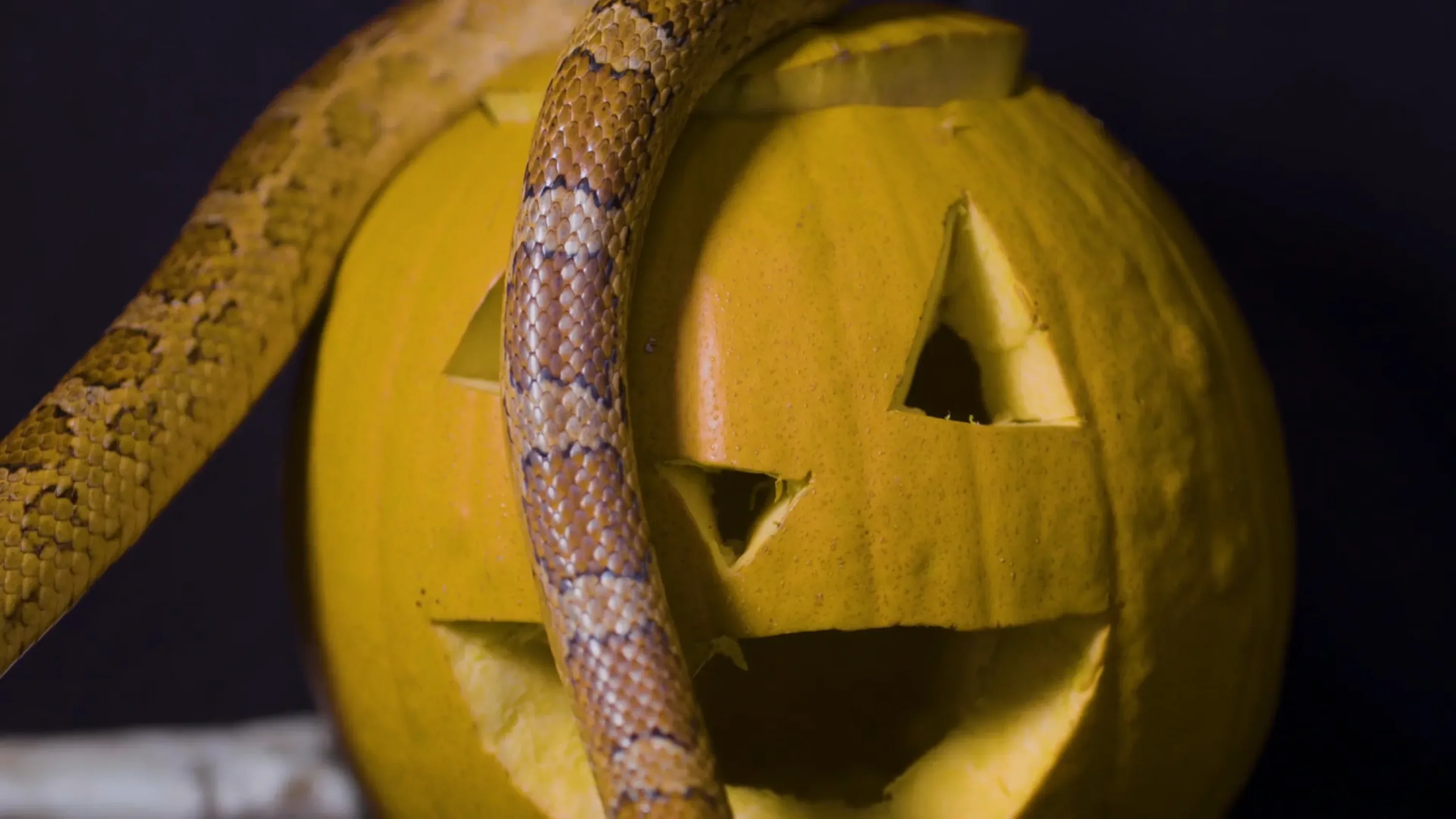 Bristol Zoo Halloween Advert 4K film still - Floating Harbour commercial