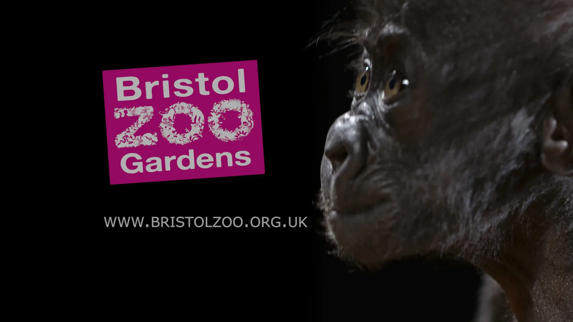Baby Gorilla TV Advert TV commercial - Floating Harbour, Bristol