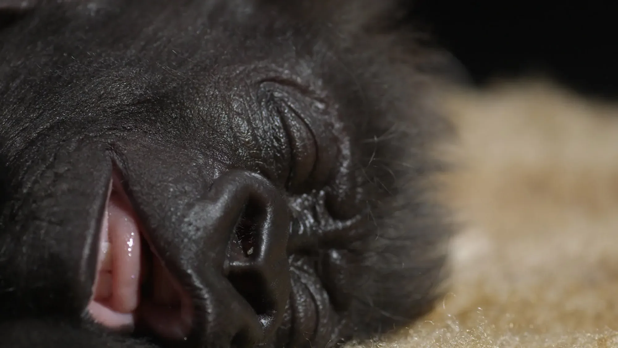 Baby Gorilla TV Advert TV commercial - Floating Harbour Bristol