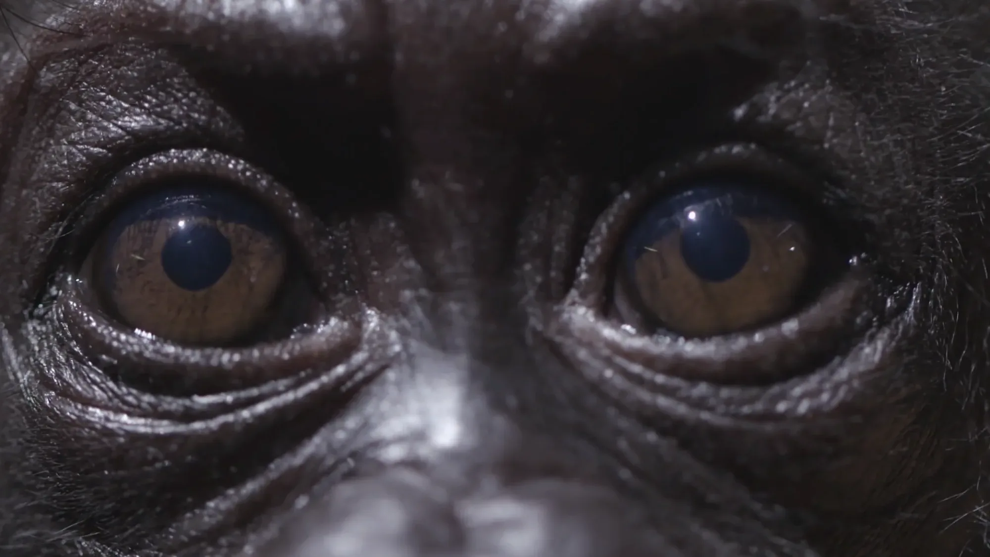 Still from Baby Gorilla TV Advert TV commercial - Floating Harbour film production