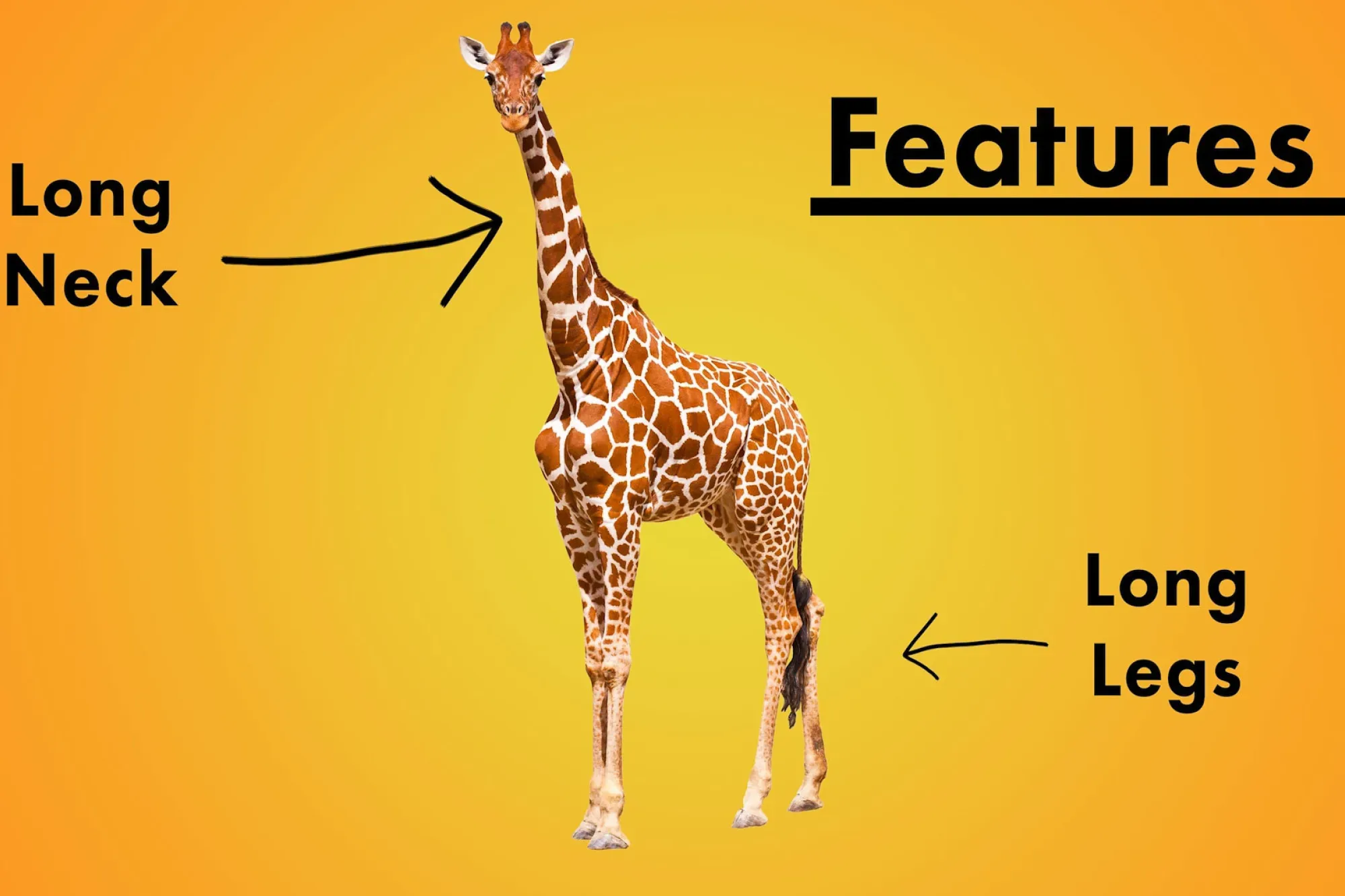 Giraffe explainer 1