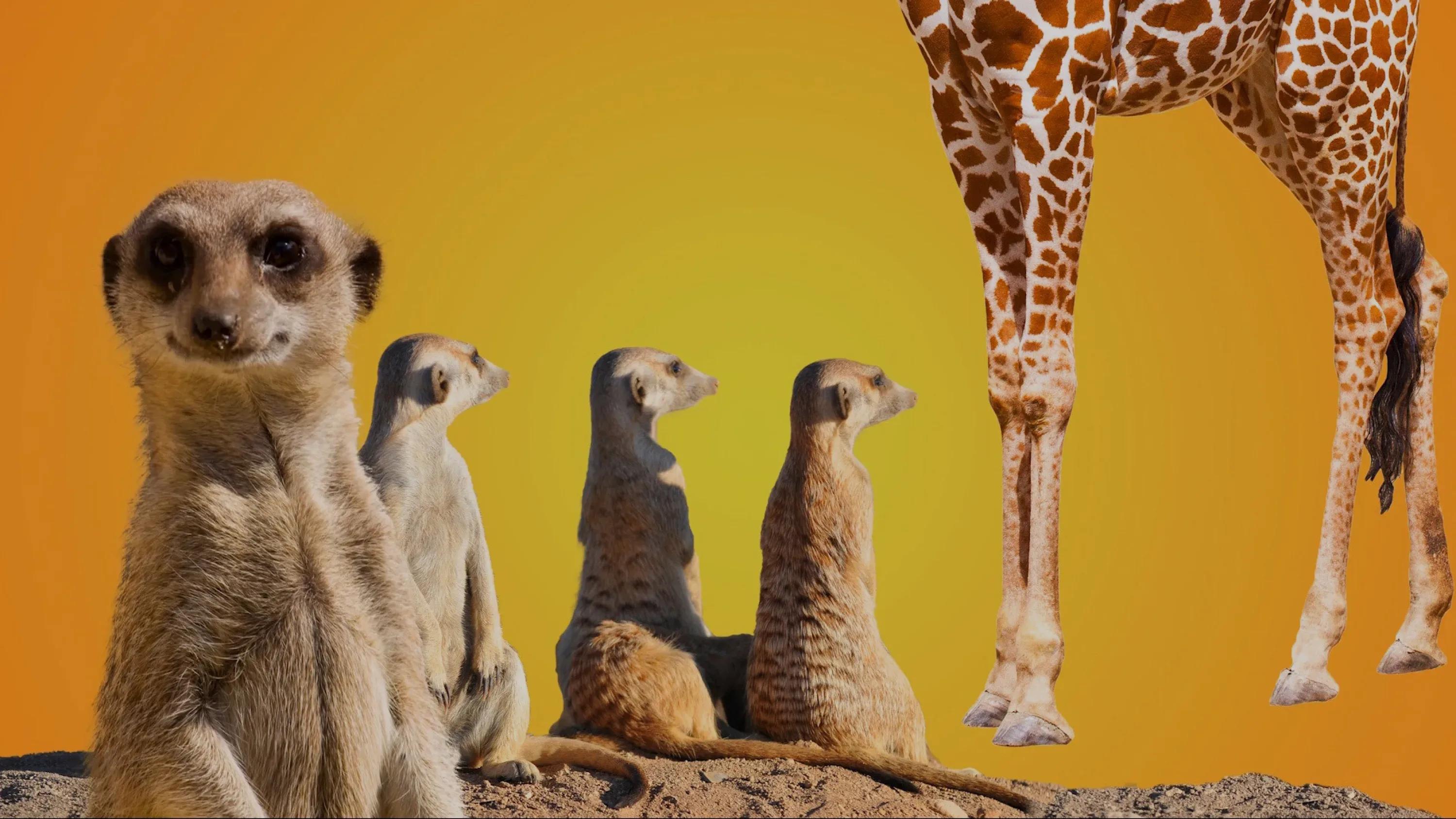 Giraffe house appeal